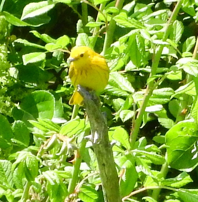 Yellow Warbler - mark cavallo