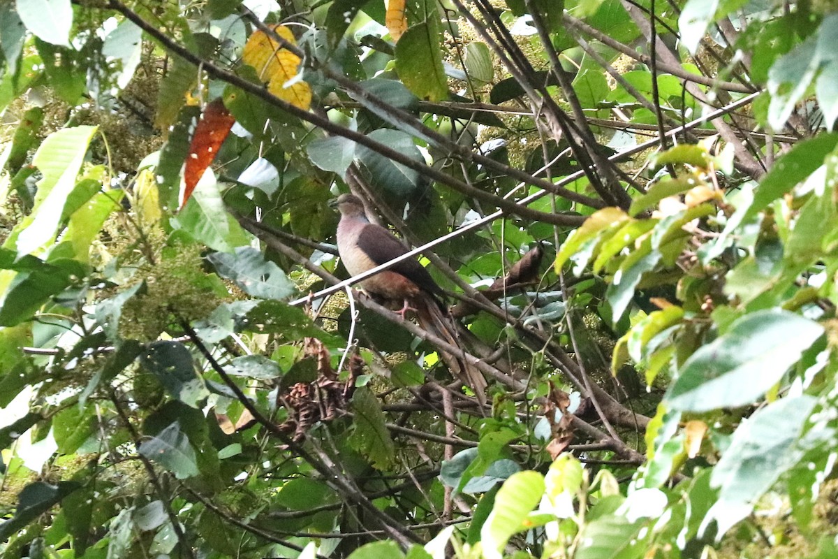 Sultan's Cuckoo-Dove - ML104413381