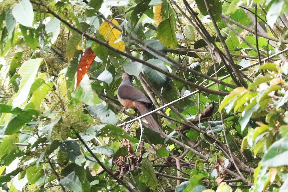 Sultan's Cuckoo-Dove - ML104413391