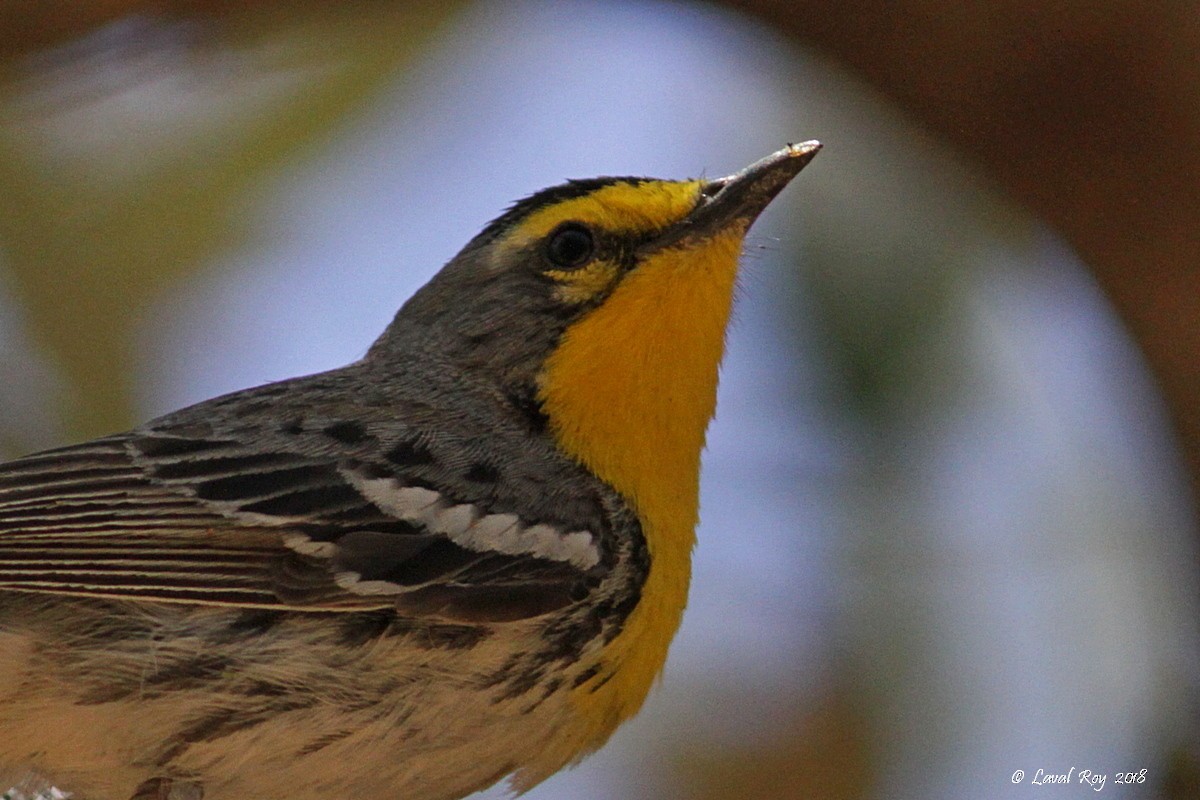 Grace's Warbler - Laval Roy