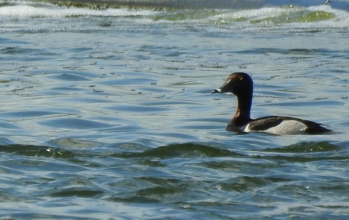 Ring-necked Duck - ML104415681