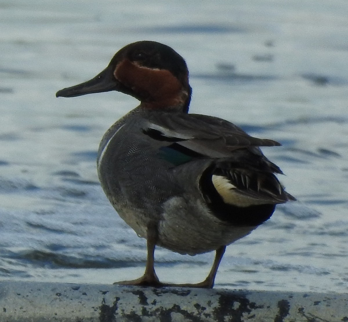 Green-winged Teal - ML104416181