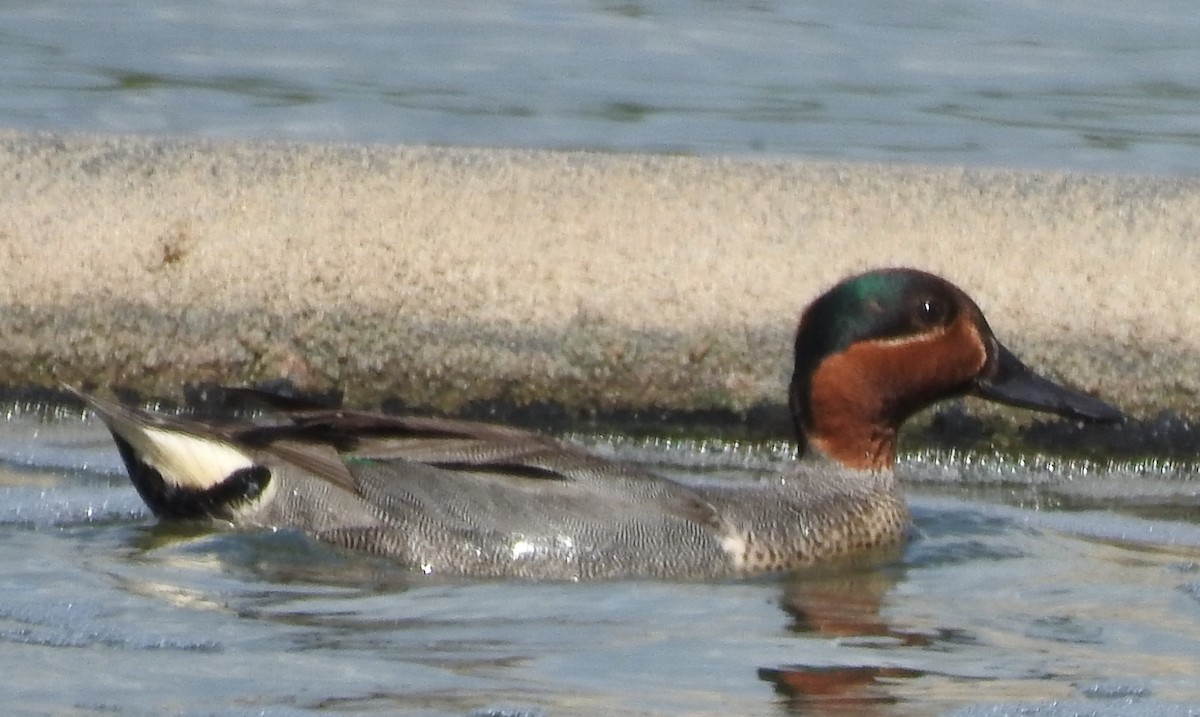 Green-winged Teal - ML104416211