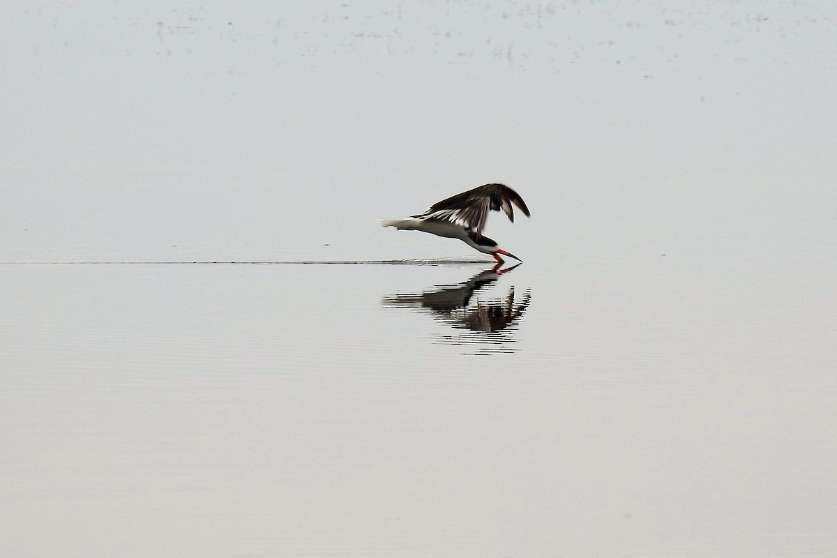 Black Skimmer - ML104416231