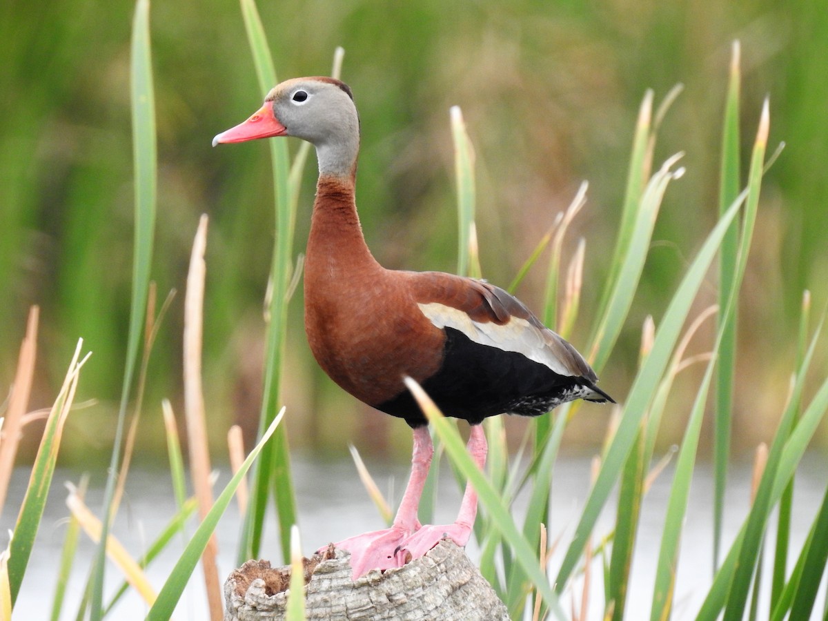 Black-bellied Whistling-Duck - S. K.  Jones