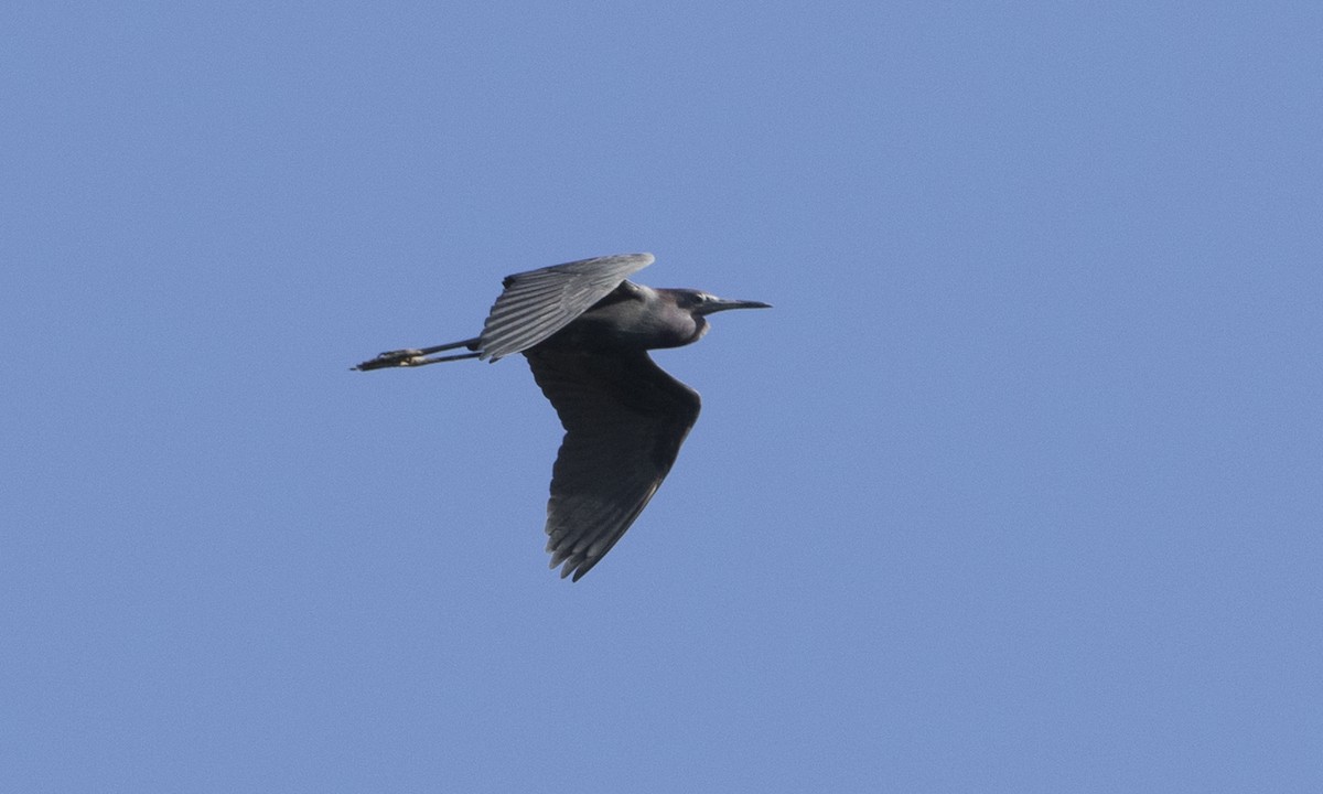 Little Blue Heron - ML104419411