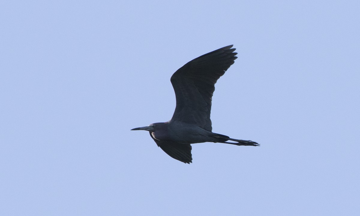 Little Blue Heron - ML104419431