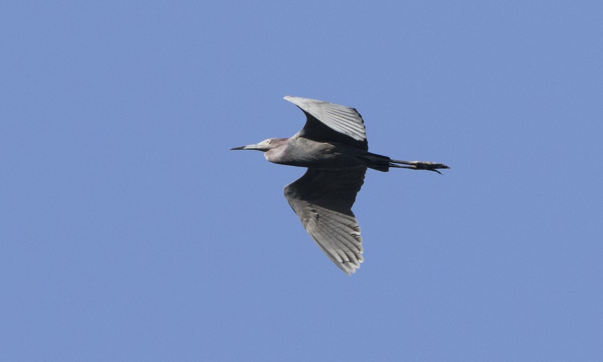 Little Blue Heron - ML104419441