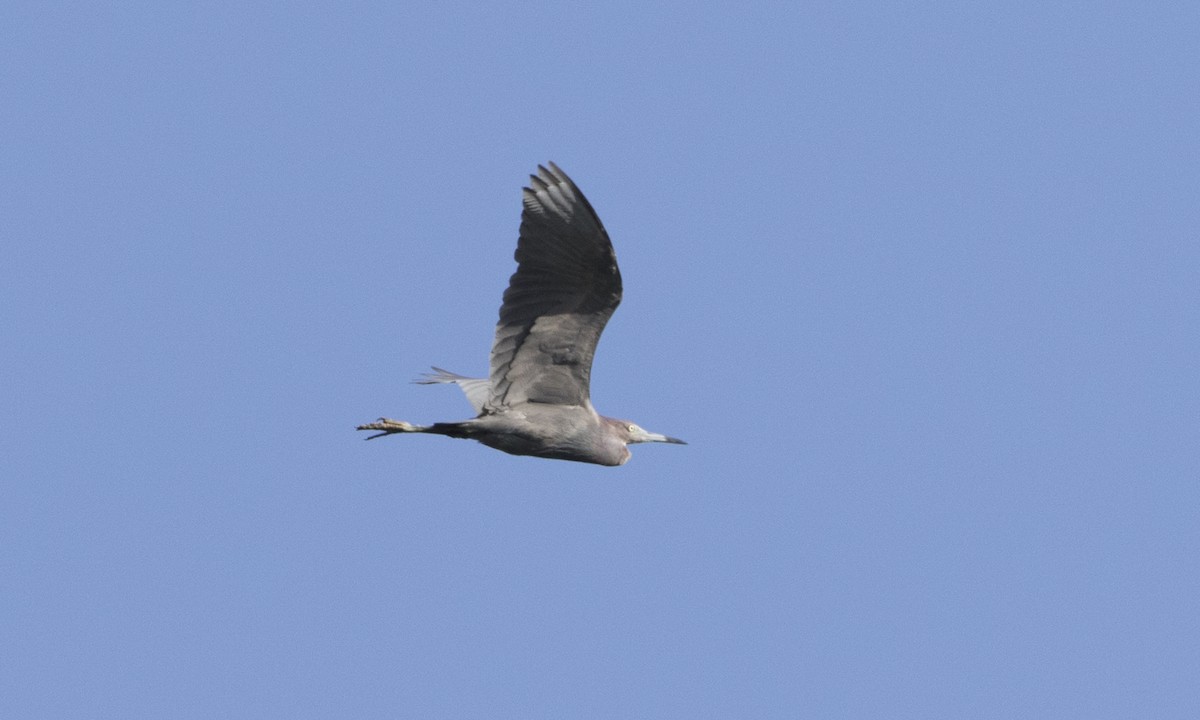 Little Blue Heron - ML104419451