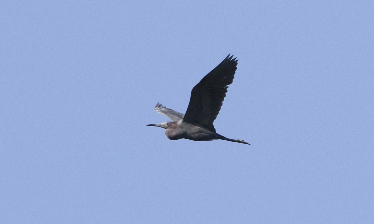 Little Blue Heron - ML104419471