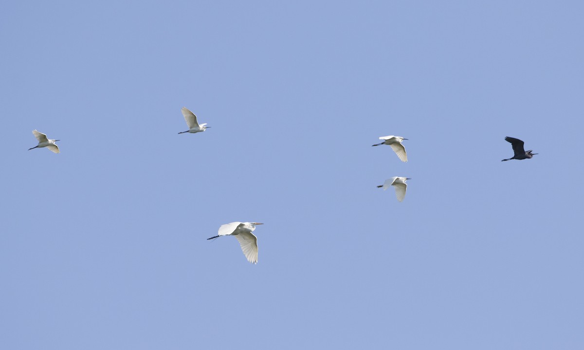 Little Blue Heron - ML104419481