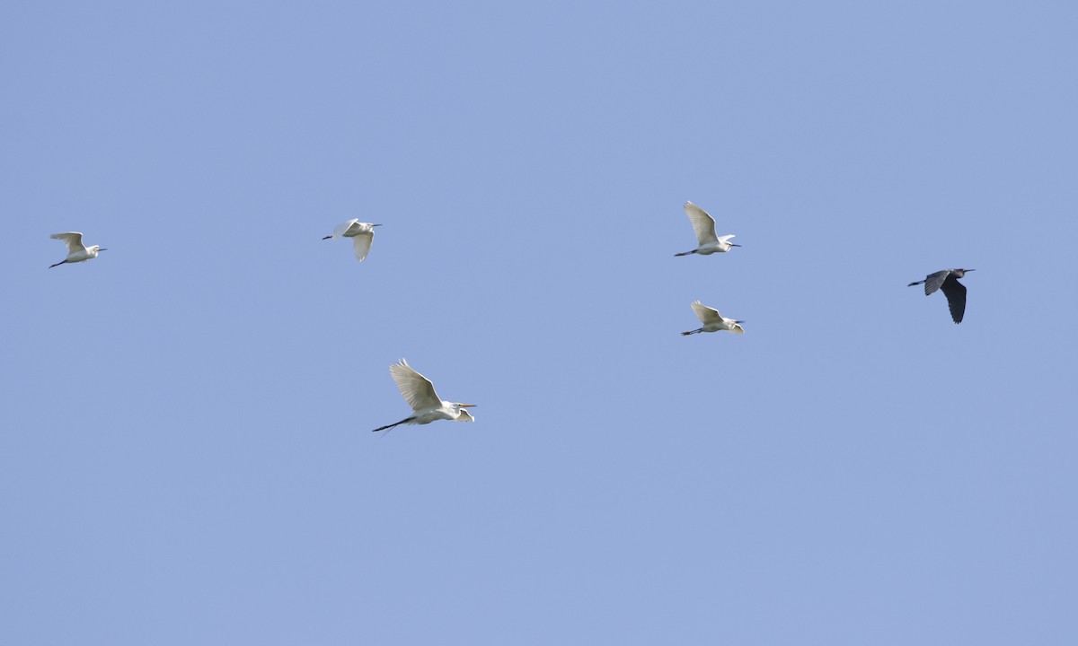 Little Blue Heron - ML104419491