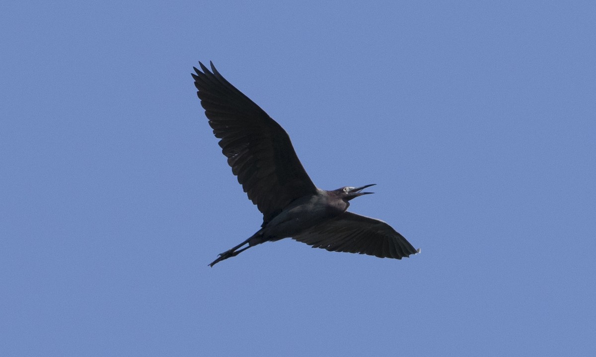 Little Blue Heron - ML104419501