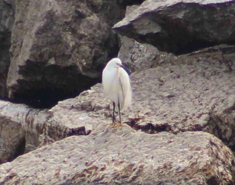 Snowy Egret - Drew Goldberg