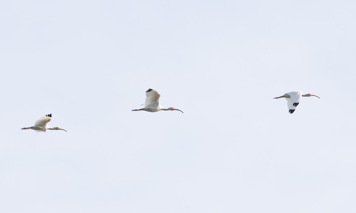 ibis bílý - ML104419651