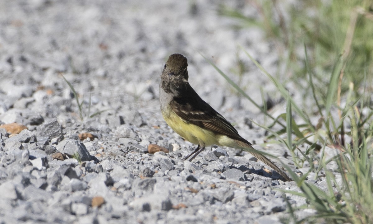 Great Crested Flycatcher - ML104420421