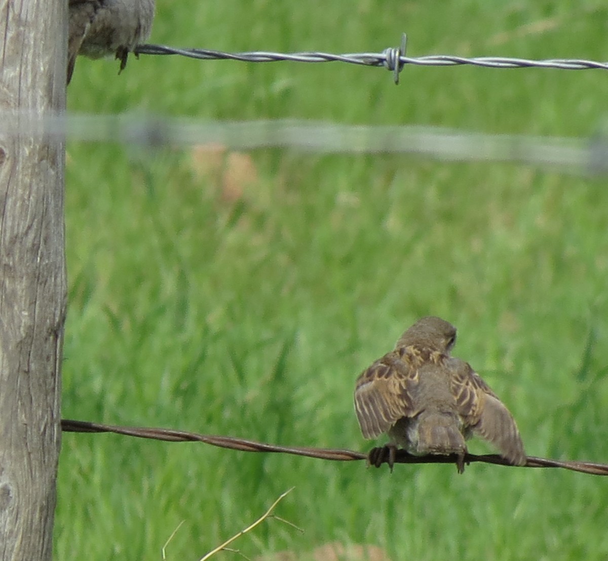 Moineau domestique - ML104420601