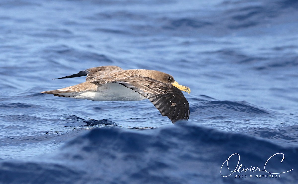 Cory's Shearwater (borealis) - ML104420901