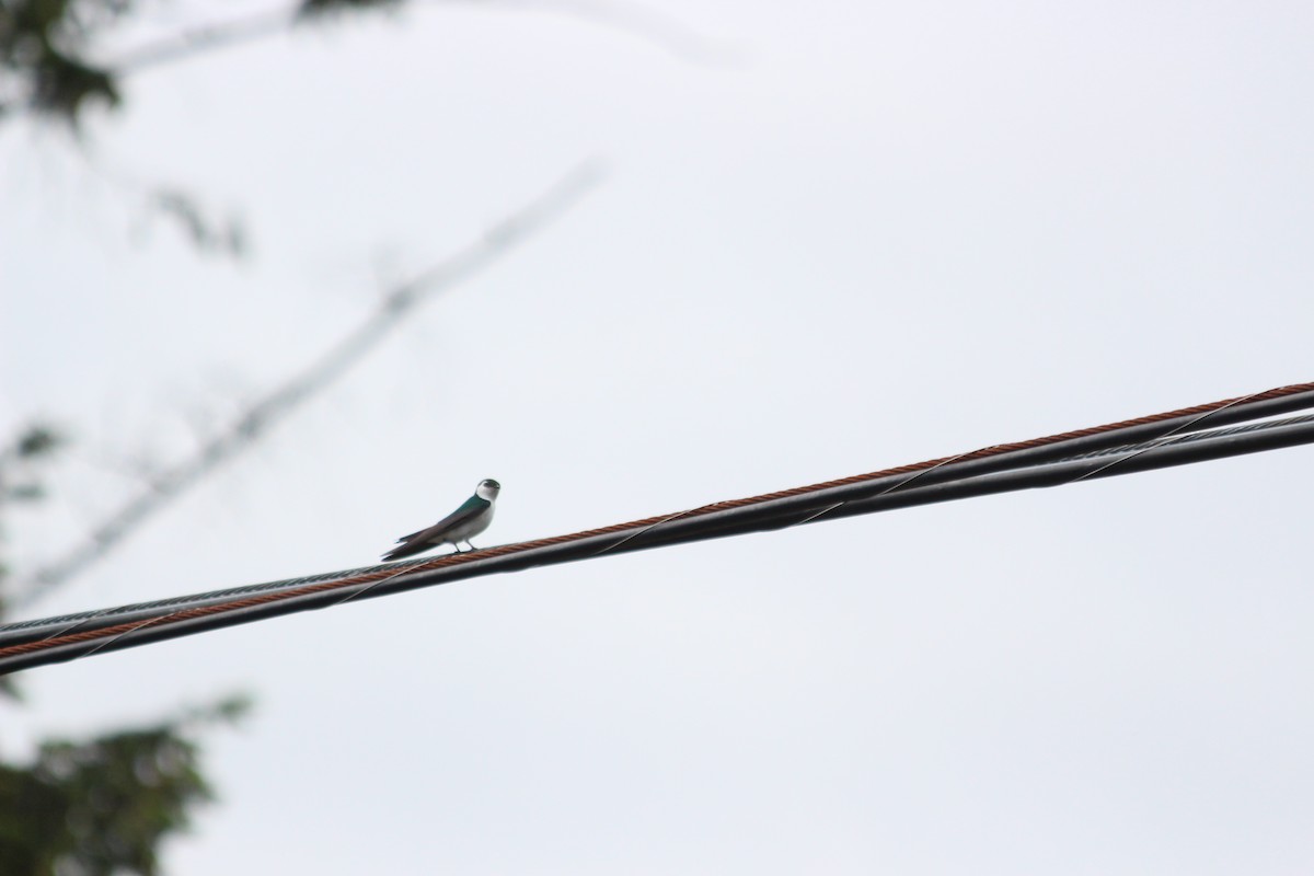 Violet-green Swallow - ML104424511