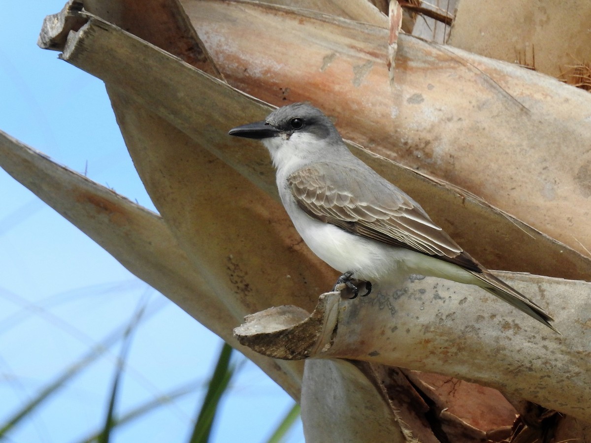 Gray Kingbird - S. K. Jones