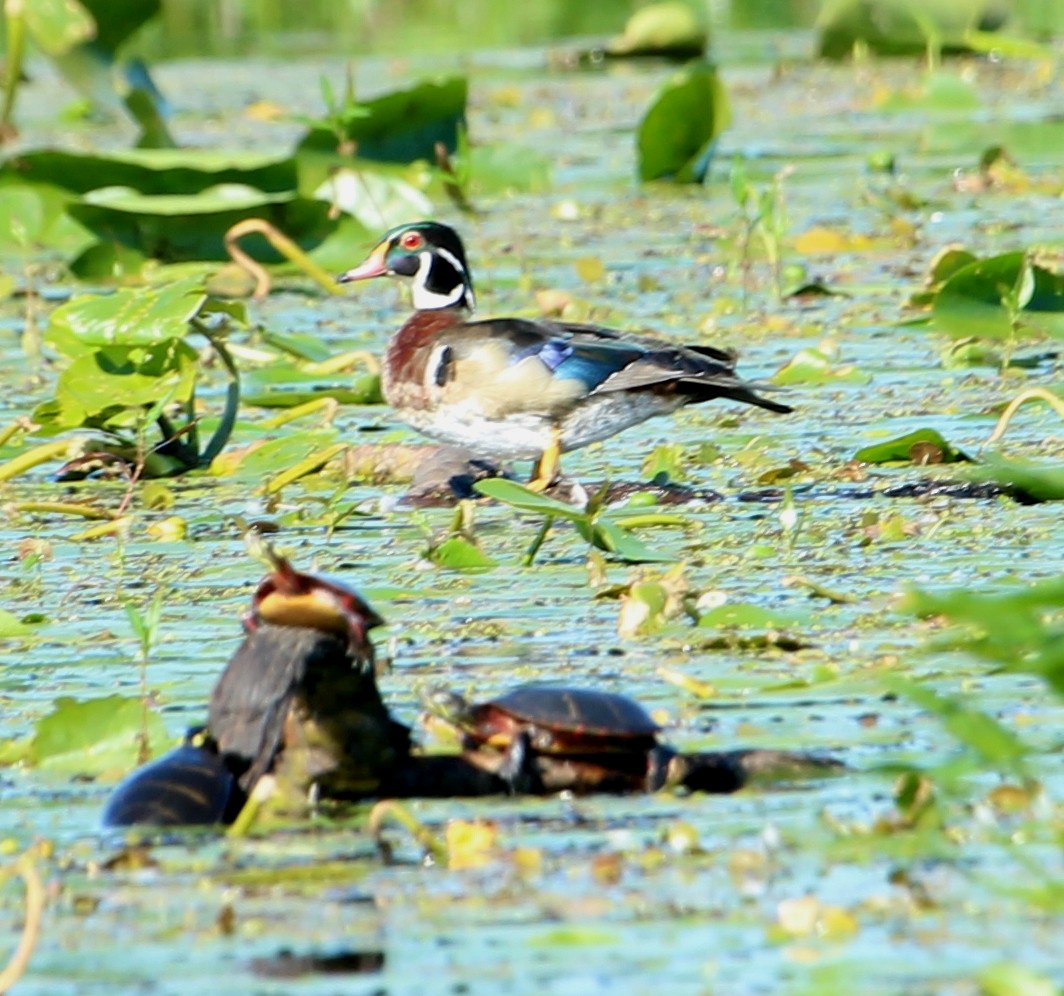 Wood Duck - Karen Miller