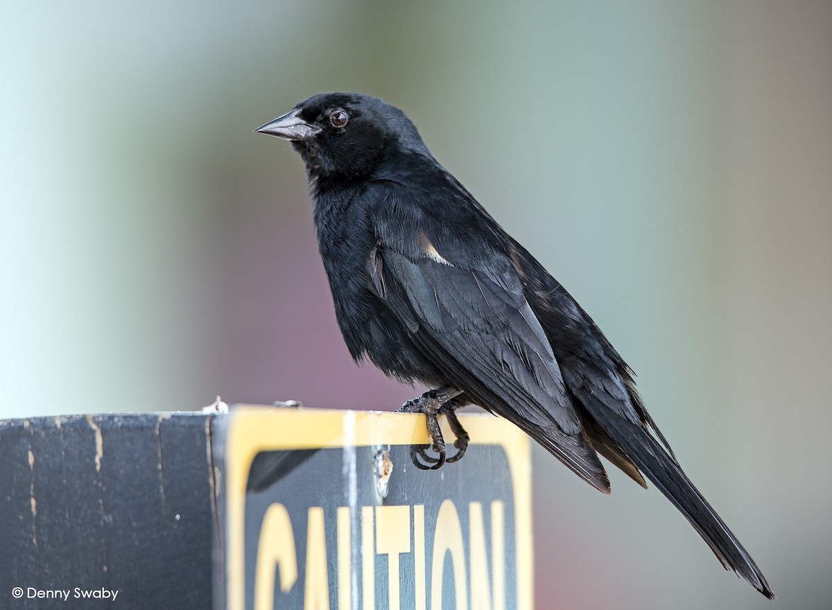 Tawny-shouldered Blackbird - ML104426251