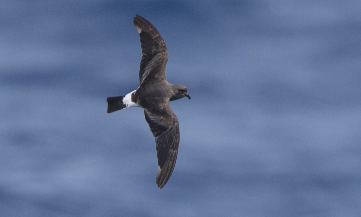 Band-rumped Storm-Petrel - Steve Kelling