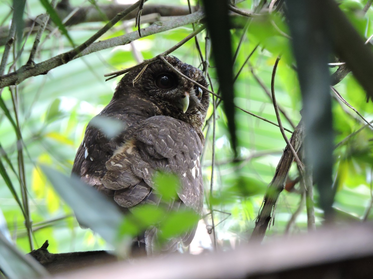 Mottled Owl - Isael Mai