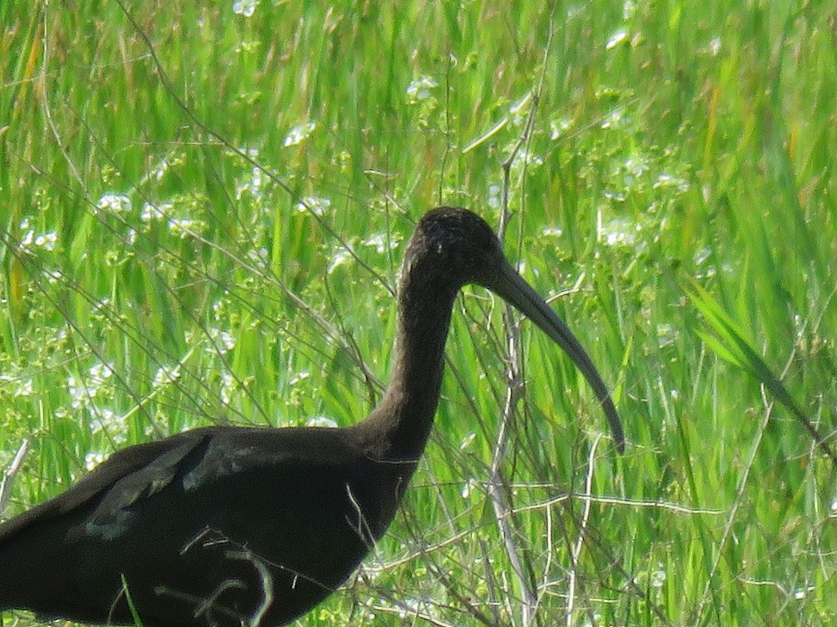 ibis hnědý - ML104429091