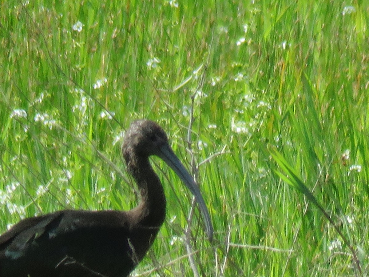 Glossy Ibis - ML104429381