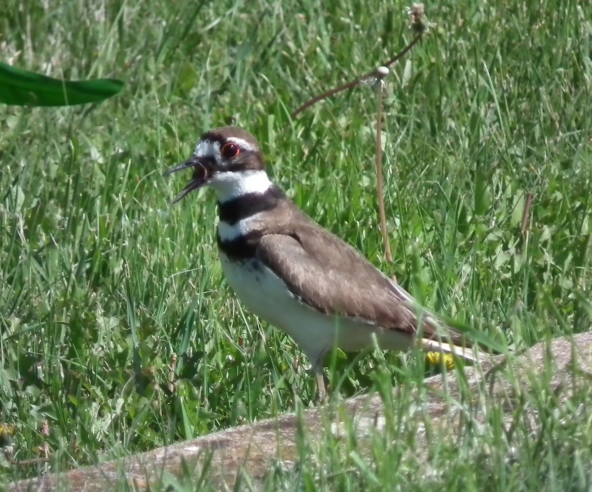 Killdeer - ML104430091