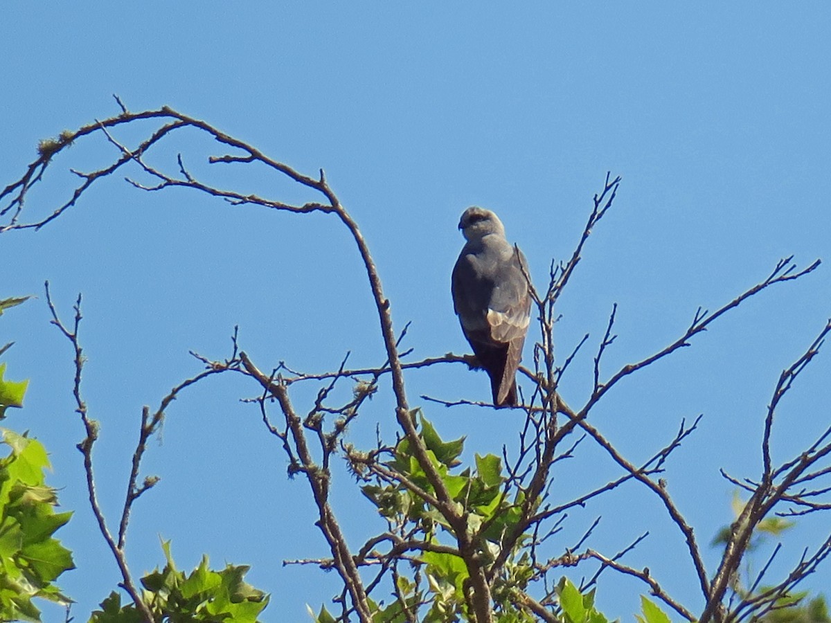 Mississippi Kite - ML104430441