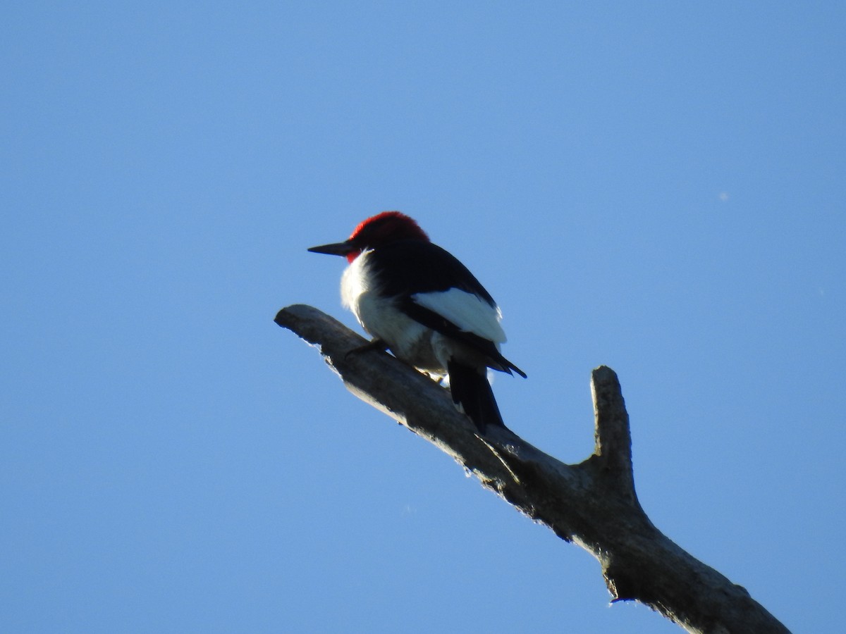 Red-headed Woodpecker - James Holsinger