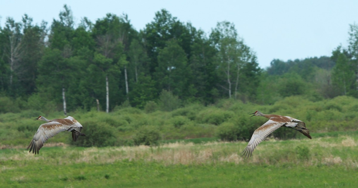 Sandhill Crane - Karen Miller