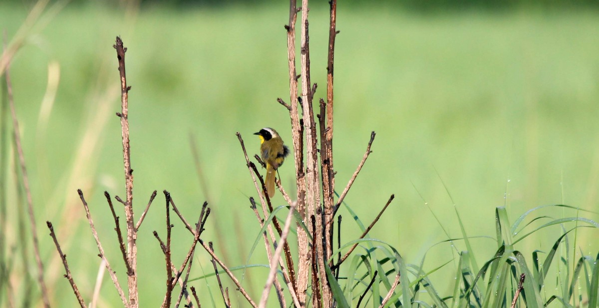 Common Yellowthroat - wr fortner