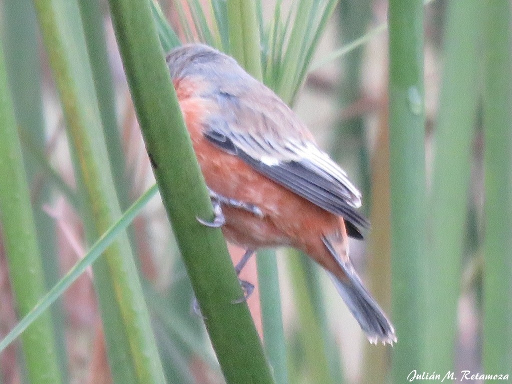 Tawny-bellied Seedeater - Julián Retamoza