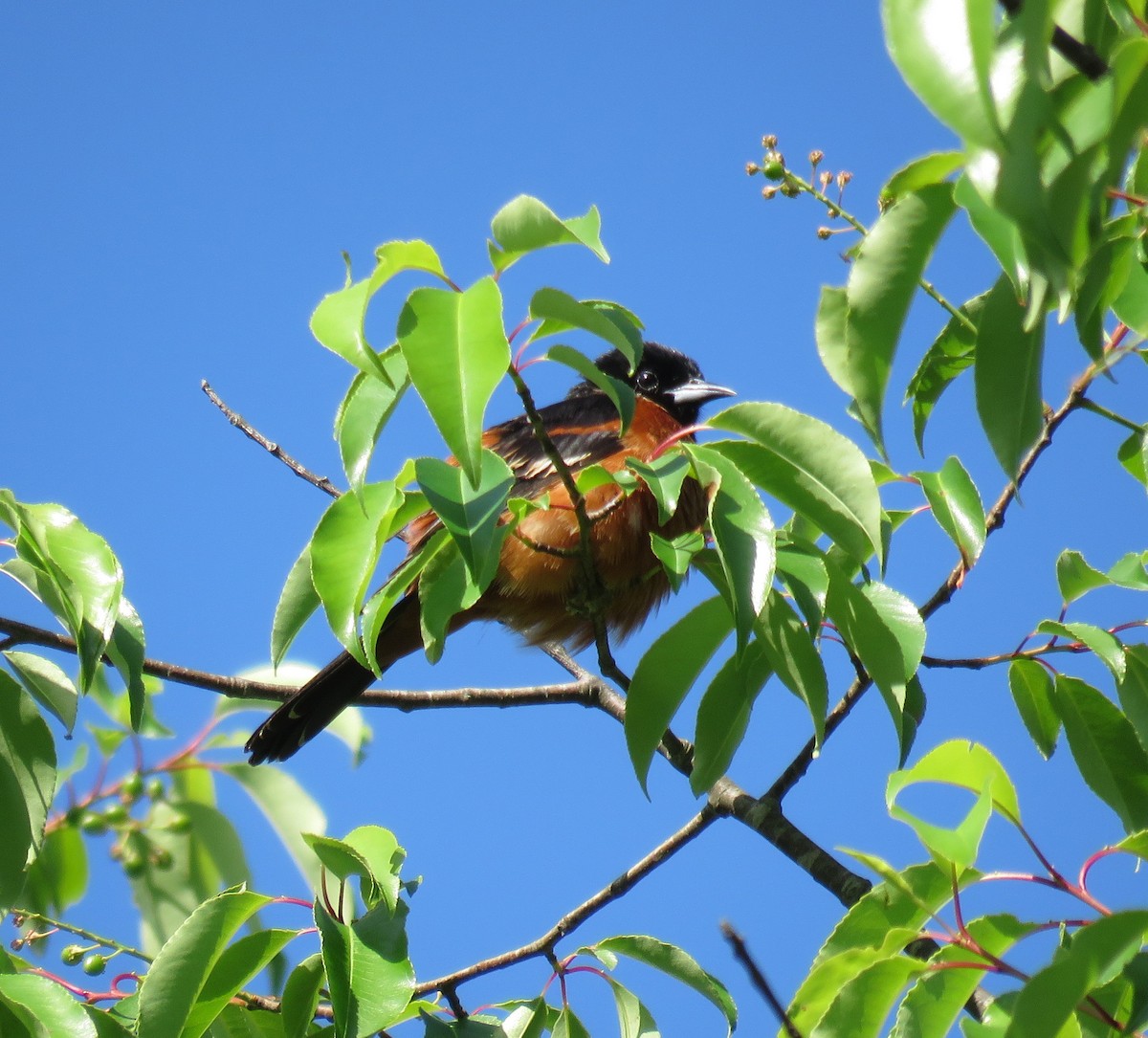 Orchard Oriole - ML104433161