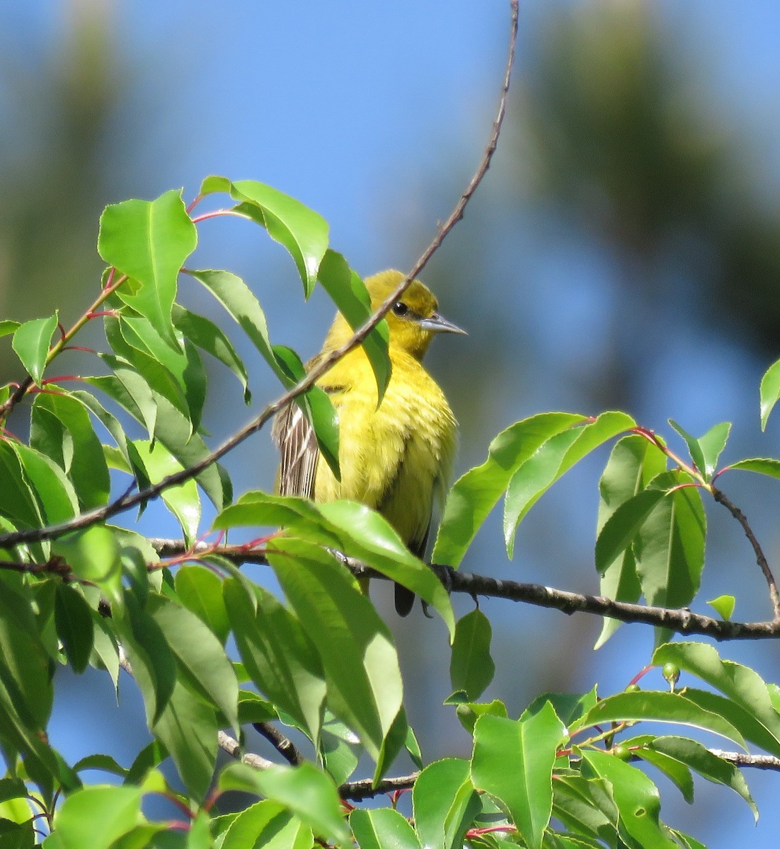 Orchard Oriole - ML104433171