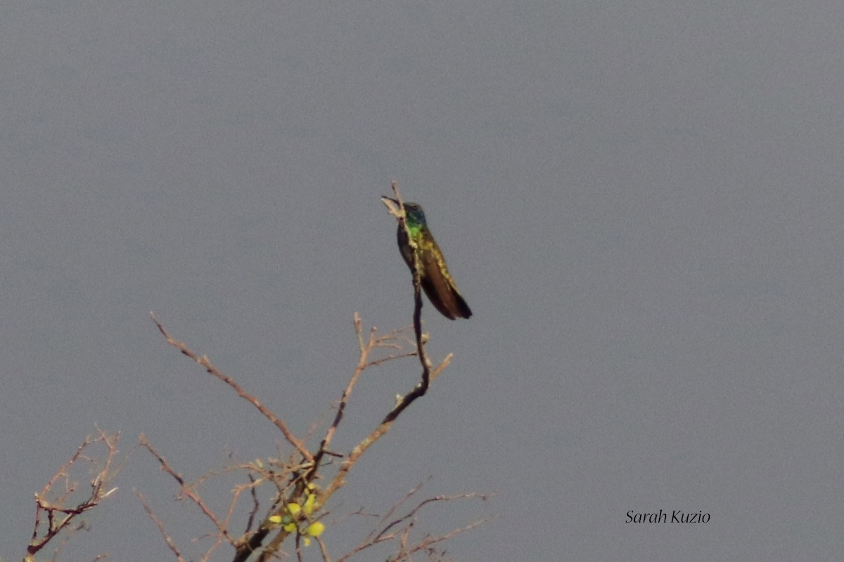 kolibřík zelený - ML104434161
