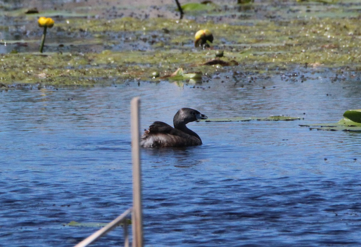 オビハシカイツブリ - ML104434941