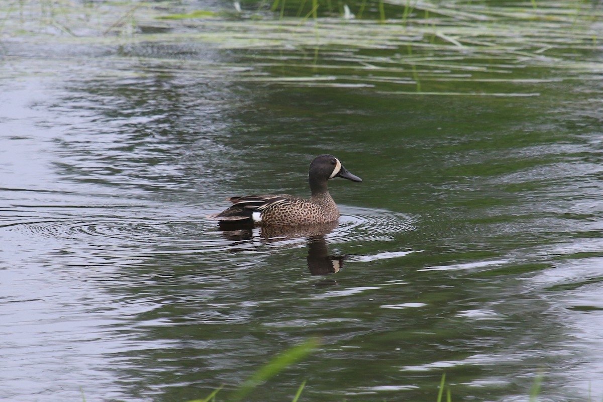 Blue-winged Teal - James Buckingham