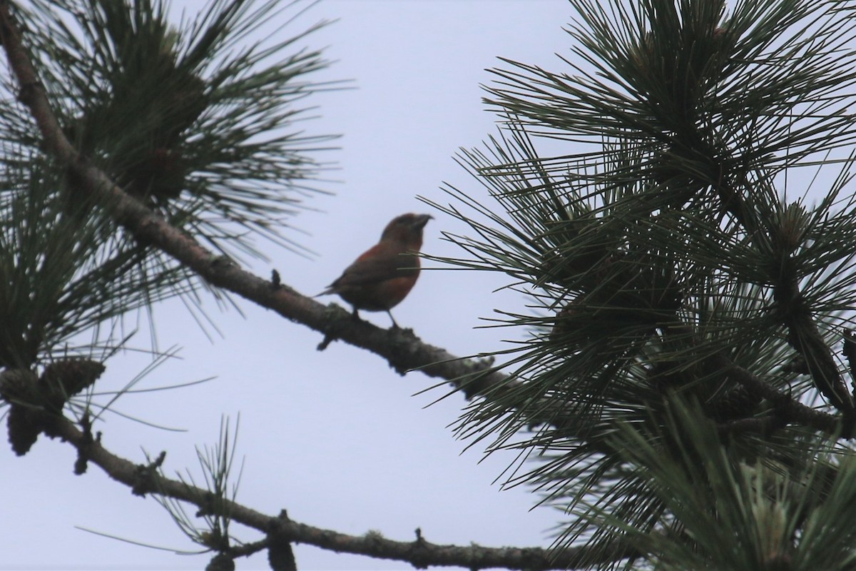 Red Crossbill - James Buckingham