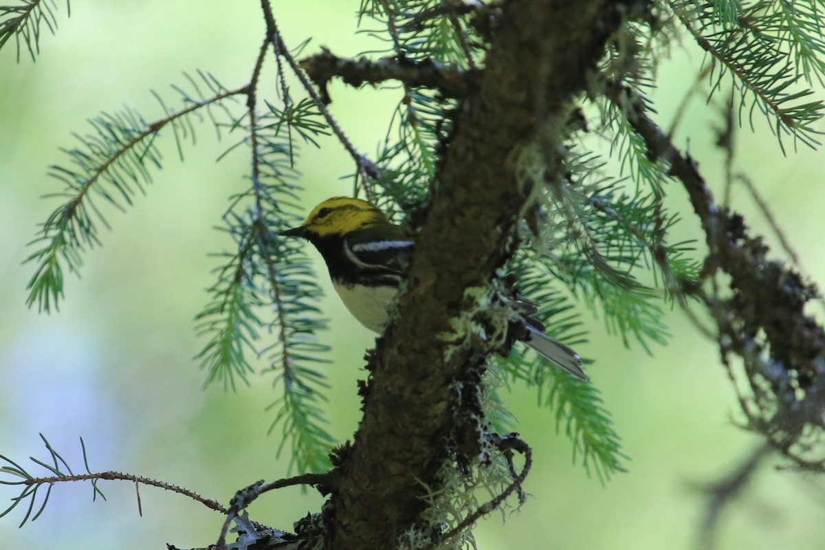 Black-throated Green Warbler - ML104438291