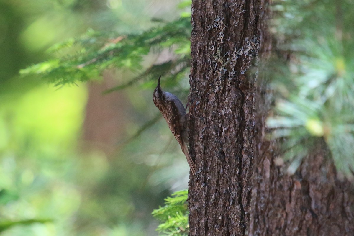 Brown Creeper - ML104438321