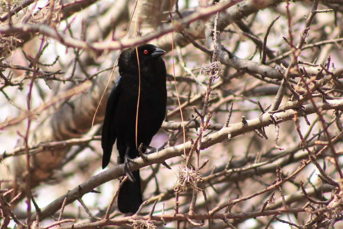 Bronzed Cowbird - ML104438881