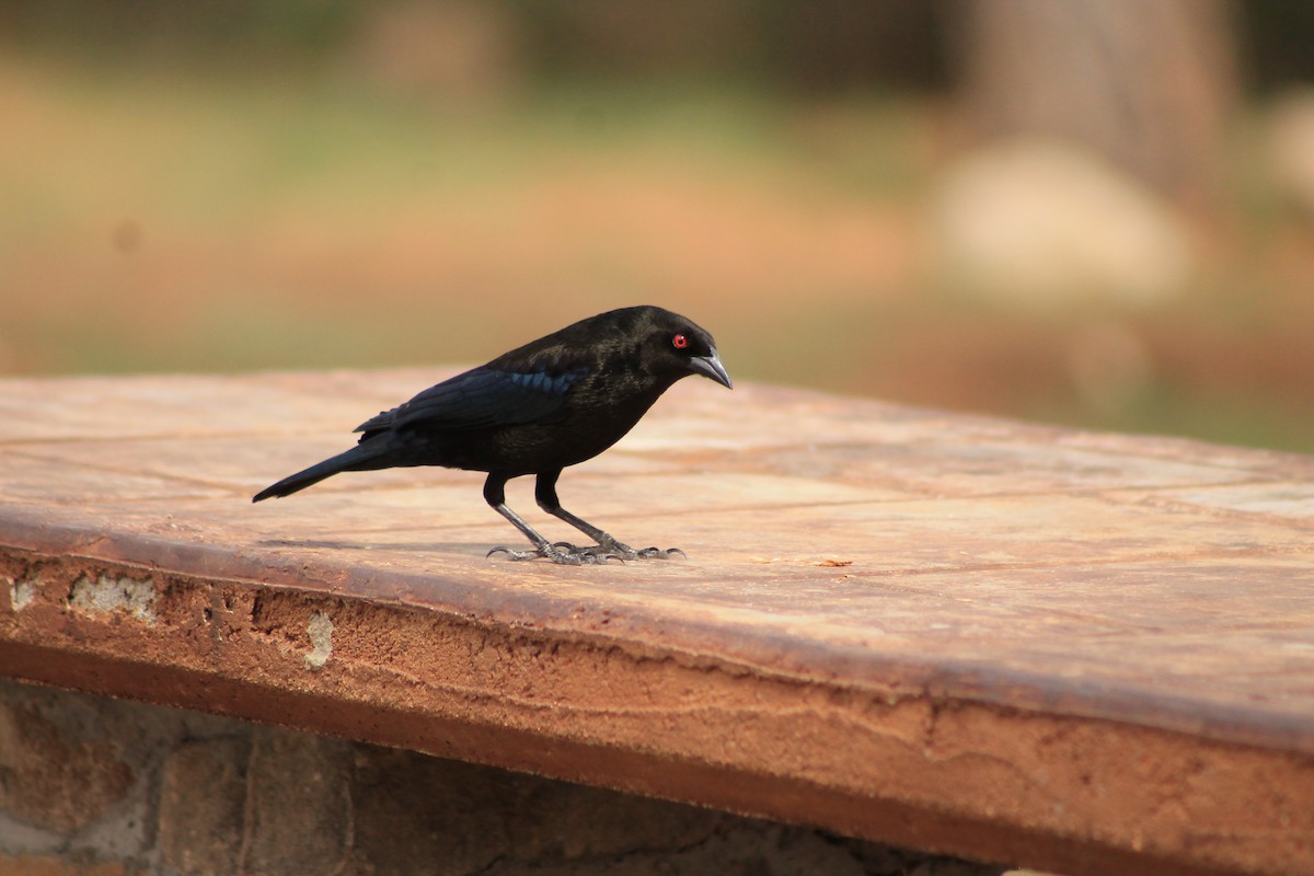 Bronzed Cowbird - Anahí Hernández