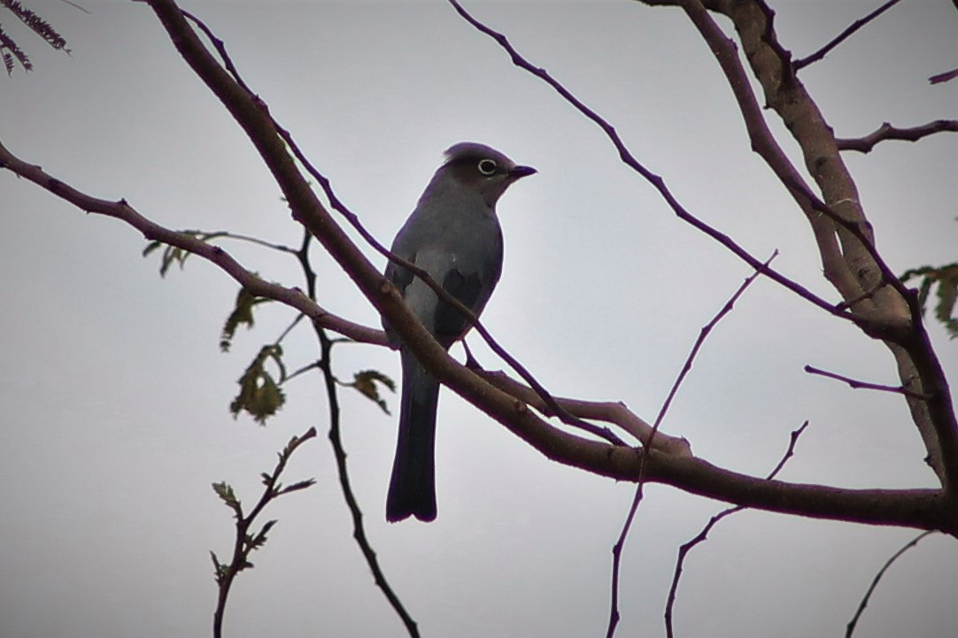 Gray Silky-flycatcher - ML104439151