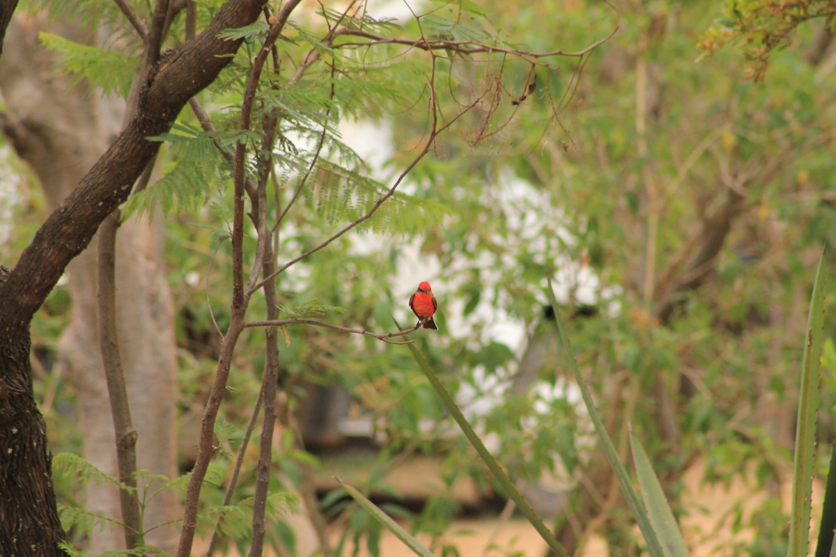 Vermilion Flycatcher - ML104439341