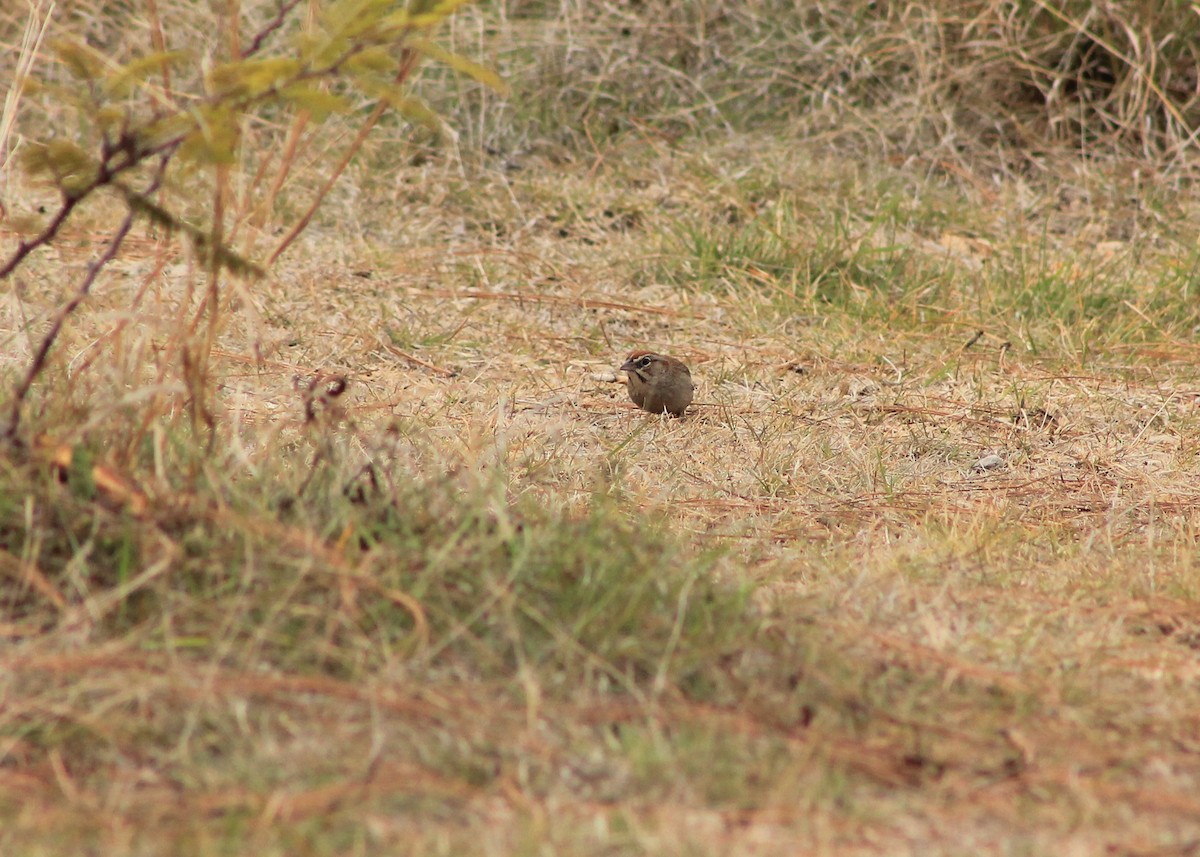 Rufous-crowned Sparrow - ML104439761