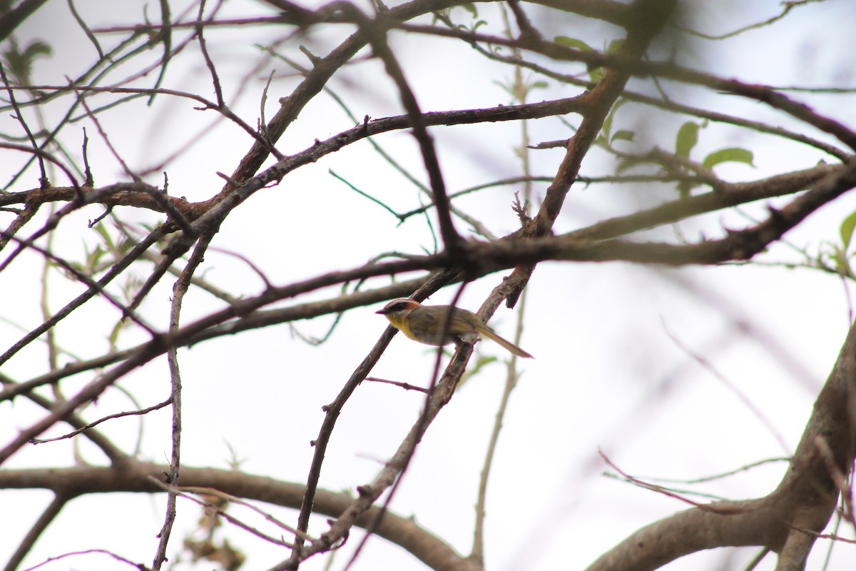 Rufous-capped Warbler - ML104439881